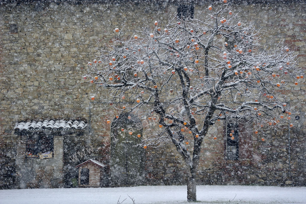 l'albero di natale