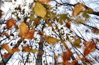 2013novembresmall