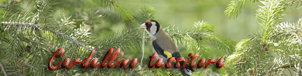 cardellino