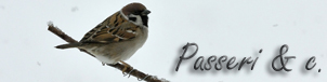 passeri