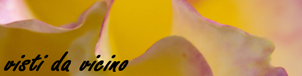 fiorimacro