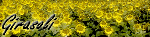 girasoli