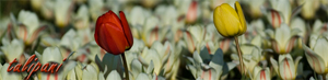tulipani